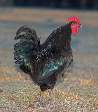 Colorful Australorp chicken rooster crowing