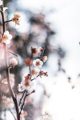 梅の花と白い雲と青空