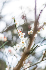 白い梅の花
