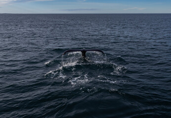 Flosse im Meer