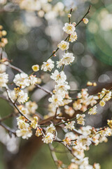 白い梅の花