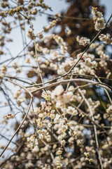 白い梅の花