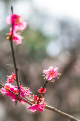 春の訪れを告げる梅の花