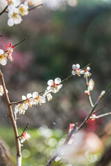 白い梅の花