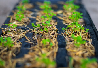 The organic vegetable from seed in the plastic black pot. Green seedling is growing in the soil