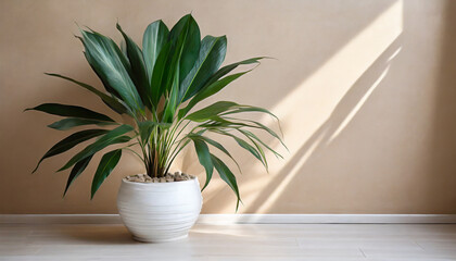Large green plant in white pot, beige wall.