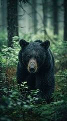 Encountering Bear in the Wild. Witnessing Nature's Majestic Predators. Exploring the Untamed Beauty of Forest Habitats and Wildlife. From Grizzlies to Black Bears