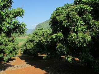 Chiang Dao Northern Thailand