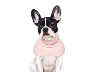 Cute puppy and pink T-shirt. Close-up, indoors. Concept of beauty and fashion. Studio shot, isolated background. Congratulations for family, loved ones, relatives, friends and colleagues. Pets care