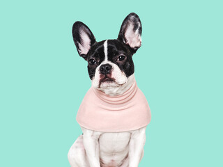 Cute puppy and pink T-shirt. Close-up, indoors. Concept of beauty and fashion. Studio shot,...