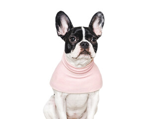 Cute puppy and pink T-shirt. Close-up, indoors. Concept of beauty and fashion. Studio shot, isolated background. Congratulations for family, loved ones, relatives, friends and colleagues. Pets care