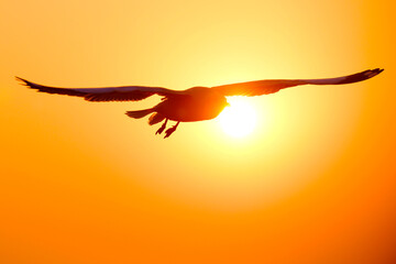 Flying seagull in the sunset over the sea