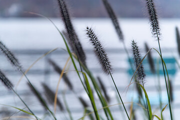View of the foxtails at the riverside on a cloudy day in autumn