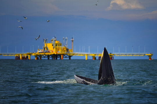 Bryde's whale risen for its food in front of the yellow drilling platforms.