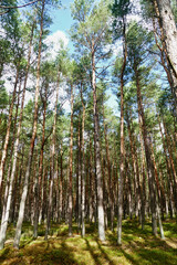 Fototapeta premium Forest near Leba, Poland