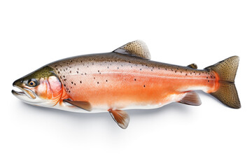 fresh salmon isolated on the white background