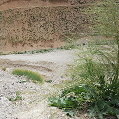 ground, garden, gardening, environment, 