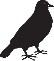 silhouette of a crow