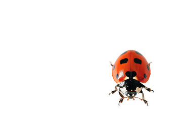 Ladybug isolated on transparent background