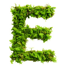Green moss in shape alphabet letter E isolated on white, clipping path, top view