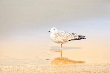 Portrait of a seagull on the beach