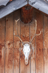 Deer skull with antler on the wall