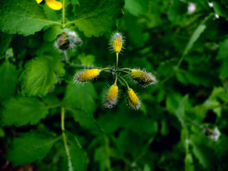 yellow buds of celandine flowers in the forest