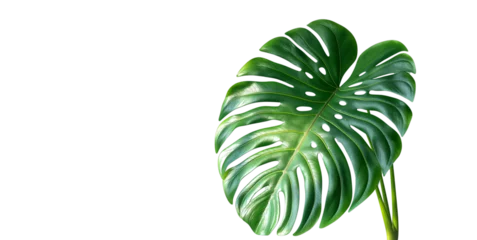 Foto auf Alu-Dibond Monstera Big monstera leaves on white background. Image generated by AI