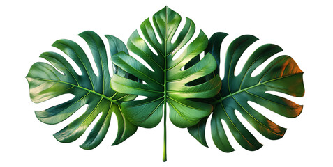 Big monstera leaves on white background. Image generated by AI
