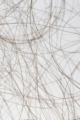 Macro close up of isolated gray and brown human hair strand follicles texture overlay
 