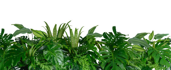 Tropical leaves of Asia isolated on transparent background .( monstera, palm, coconut leaf, fern, palm leaf,bananaleaf) PNG.. © eakarat