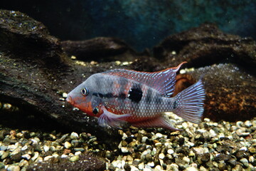 tropical fish in acquarim
