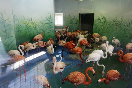 Flamingos in their winter quarters at Moscow zoo - February 2024