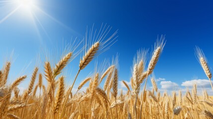 Fototapeta premium Vibrant wheat field on a sunny summer day with clear blue sky - high resolution image