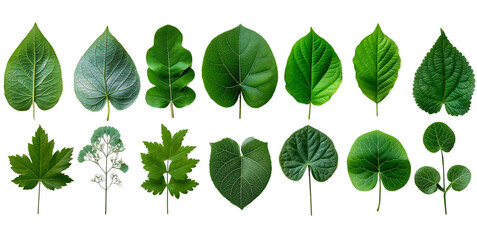 strange shaped leaves on a white background Image generated by AI