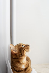 Bengal cat resting on a cat mat.