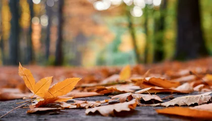 Schilderijen op glas Orange leaves on the ground on the blurred forest or park background. Autumn season. © hardvicore