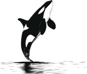 Silhouette the orca or killer whale black color only