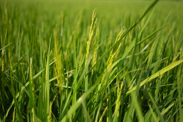 Rice plants are beginning to emerge in the rice fields.