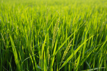 The rice plants in the rice fields are beginning to produce ears.