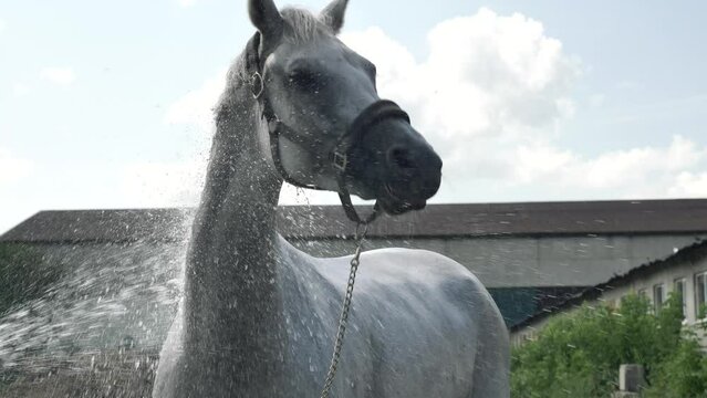 White horse, close-up. The horse is washed with water from a hose.