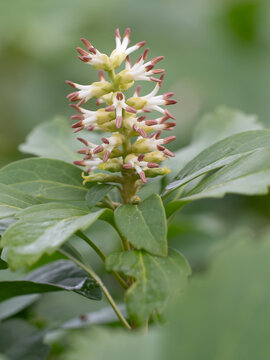Nahaufnahme einer blühenden Pflanze des Japanischen Ysanders (Pachysandra terminalis).