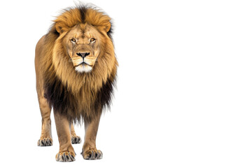 Lion isolated on transparent background