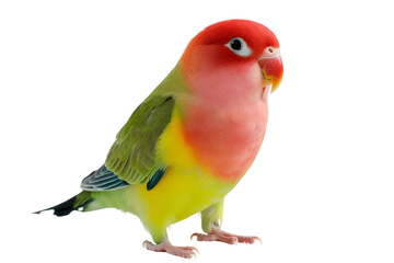 Lovebird isolated on transparent background