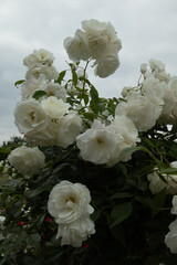 Weiße Rosen