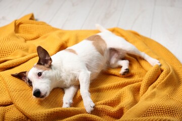 Cute dog lying on orange blanket at home. Lovely pet