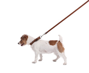 Cute dog walking on leash against white background
