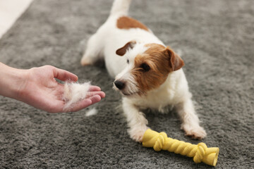 Pet shedding. Man showing pile of dog's hair to cute Jack Russell Terrier at home, closeup