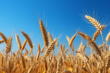 Fototapeta premium Beautiful scenic wheat field on a clear blue sunny summer day - high resolution landscape photo