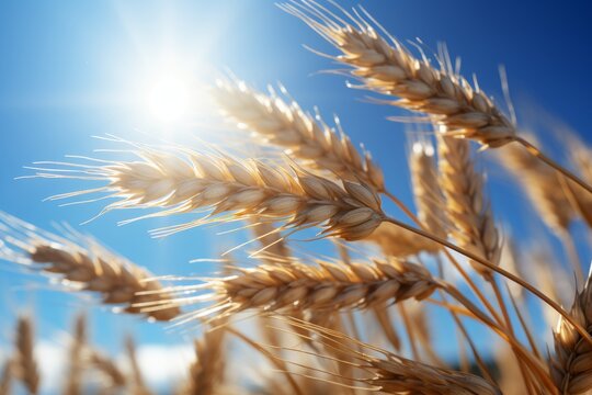 Sunny summer day scenic wheat field high resolution landscape image with clear blue sky aesthetic